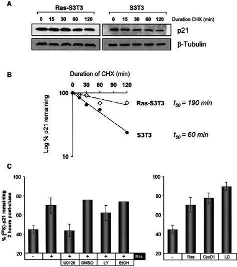 Analyses of p21 protein stability. ( A ) p21 turnover is reduced in... | Download Scientific Diagram