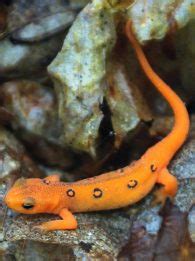 Eastern Newt | The Animal Facts | Appearance, Diet, Habitat, Behavior