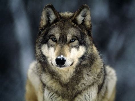 Wolf predation and sheep predators