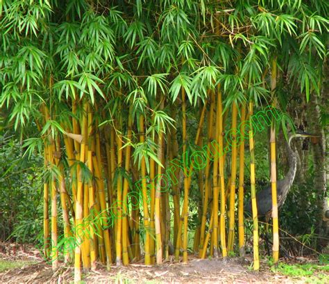 Bambusa eutuldoides ‘Viridi-vittata’ (Asian Lemon Bamboo) | We No Longer Sell Bamboo Plants But ...