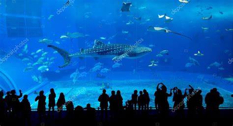 Okinawa Churaumi Aquarium — Stock Photo © leungchopan #103691940