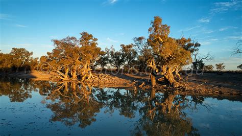 Excitations Stock | Aerial of old trees on riverbank, Great Darling Anabranch.