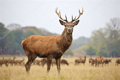 Portrait of majestic red deer stag in Autumn Fall — Stock Photo ...