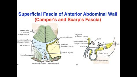 Superficial Fascia of Anterior Abdominal Wall (Camper's and Scarp's ...