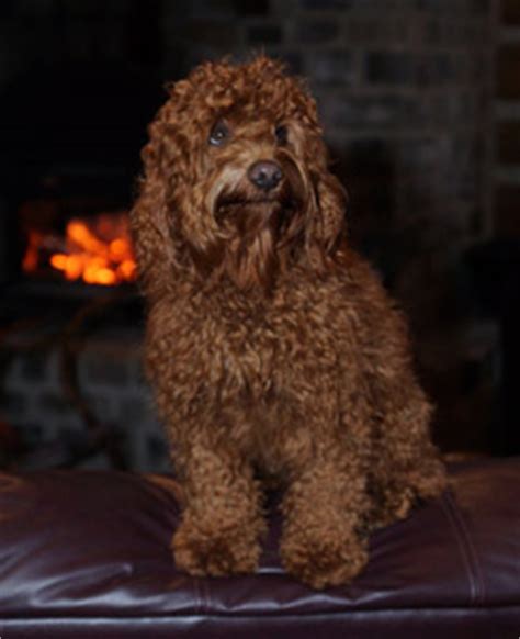 Australian Labradoodle Training | Puppies for Sale | Midwest Breeders | Rescue Dog Adoption ...