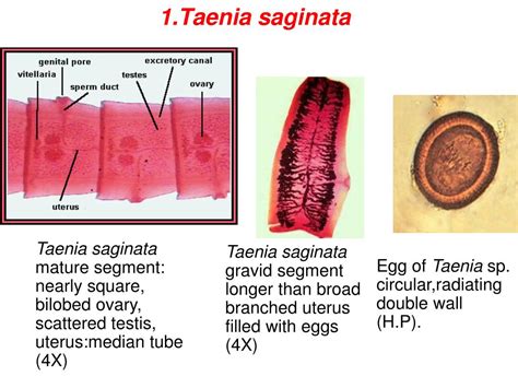 PPT - Class Cestoda PowerPoint Presentation, free download - ID:4935678