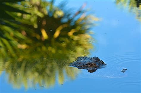 Everglades National Park travel | Florida, USA - Lonely Planet