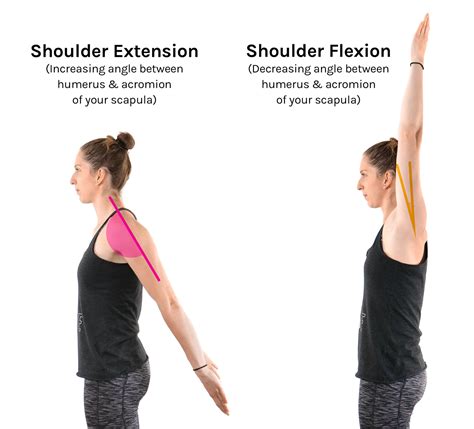 Flexion And Extension