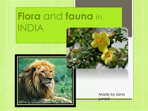 PPT - Flora and fauna in INDIA PowerPoint Presentation, free download ...