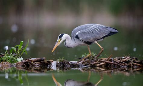 Grey Heron Pictures - AZ Animals