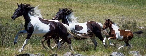 Save the Brumbies - caring for Australia's wild horses