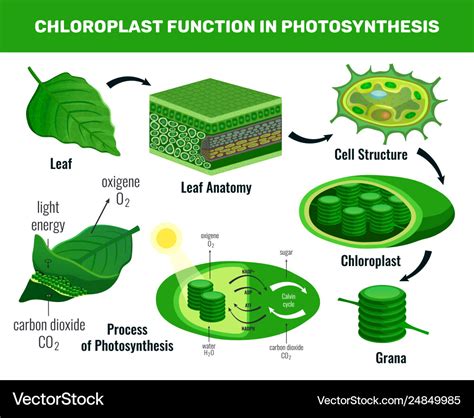 Chloroplast photosynthesis infographic elements Vector Image