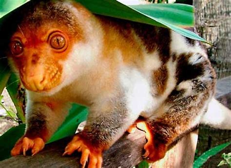 Critically Endangered Mammals Of Papua New Guinea - WorldAtlas.com