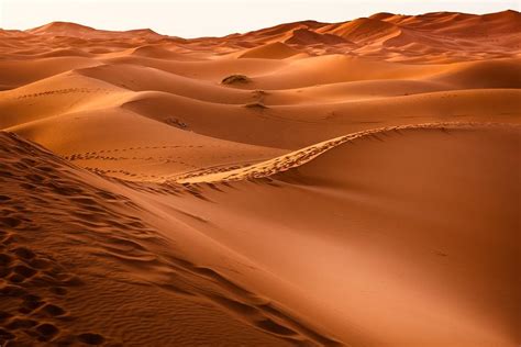 Ecosistema del Desierto o Desértico: Características, Flora y Fauna