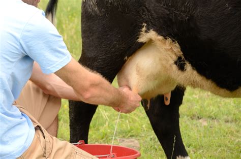 What You Must Know To Get Milk From Your Homestead Dairy Cow - Off The ...