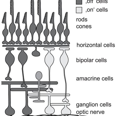 Four-state model of channelrhodopsin function. In this model, ChR has ...