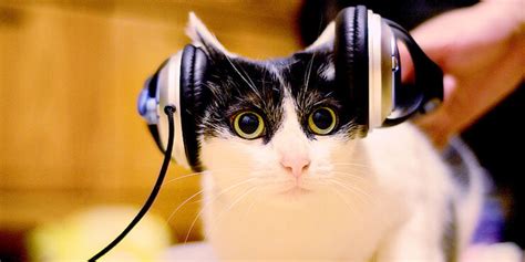 Feline it—Musician David Teie Is Making Music For Cats