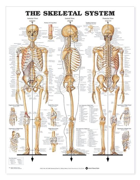 Skeletal System Anatomical Chart | Human skeleton anatomy, Human ...