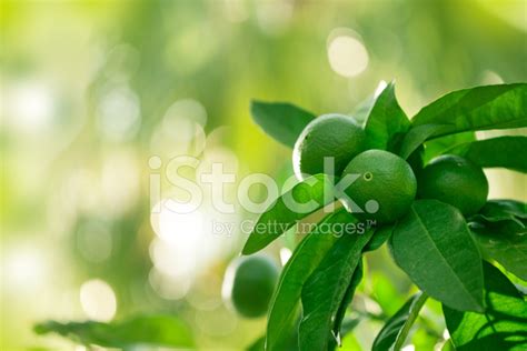 Green Lemon Tree stock photos - FreeImages.com