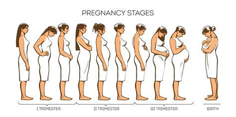 Stages of Pregnancy: Pregnancy Trimesters - Urban Mamaz