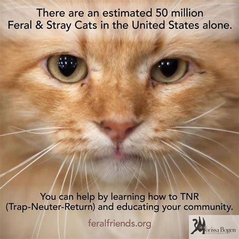 YOU can help....please support TNR (trap-neuter-return) of feral-stray ...