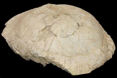 Huge, 18.5" Fossil Tortoise (Stylemys) - Wyoming (#146600) For Sale ...