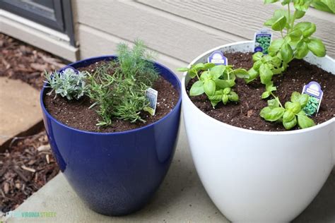 How To Make A Potted Herb Garden | Life On Virginia Street