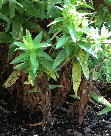 Rust in the flower garden | UMN Extension