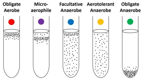 【Facultative Anaerobes】: A Close Study