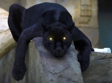 Funny Panther Photos - Pets Cute and Docile