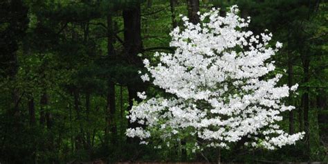 Dogwood trees zone 9: A Growers Guide - GFL Outdoors