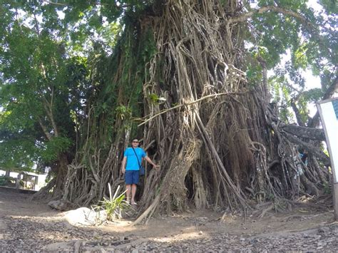 600 yrs old Balete Tree in Baler Baler, Philippines Travel, More Fun ...