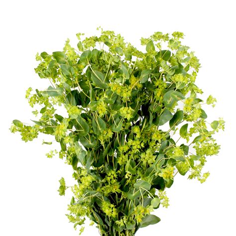 Bupleurum – Flower Centre