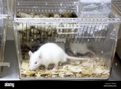 Experiment Rat Stock Photos & Experiment Rat Stock Images - Alamy