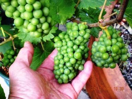 monday 29 december 2008 hydroponic grapes another amazing result click ...