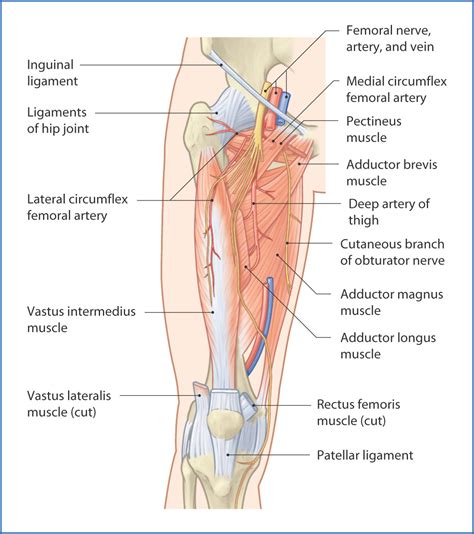 Anteromedial Thigh | Basicmedical Key