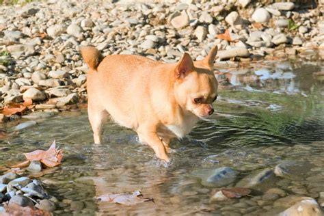 Fat Chihuahua: A Guide to Slimming Down an Obese Chihuahua