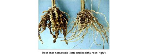 Nematode Root - AGRIVI