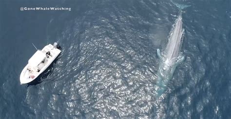 Drone Captures Blue Whale Swimming Near Boat - Soundings Online