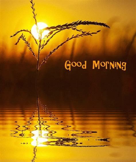 Download Beautiful Good Morning In Nature Gif | PNG & GIF BASE in 2020 ...