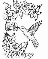 Perfect Hummingbird coloring page  Download Print Or Color Online For sketch template