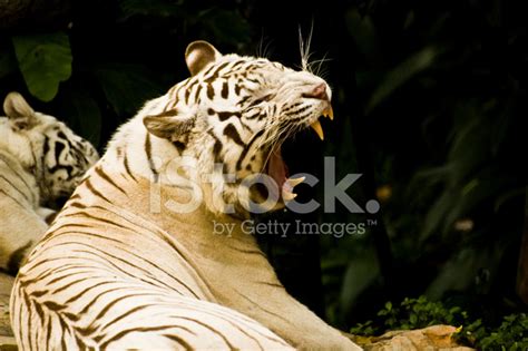 Tiger Roaring Stock Photo | Royalty-Free | FreeImages