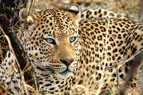 Leopard Eyes Photograph by Tom Cheatham - Fine Art America