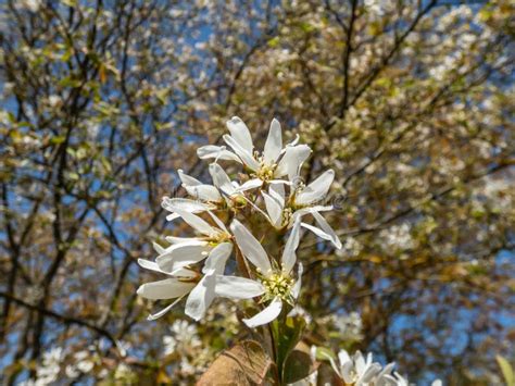 Close-up Shot of the White, Star-shaped Flowers of the Flowering Shrub ...