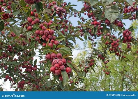 Tree with Ripening Cherry Apples Stock Photo - Image of garden ...