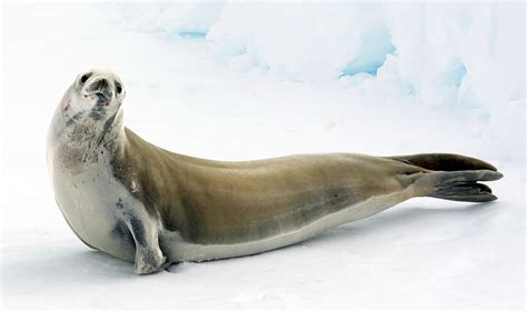 Crabeater Seals - Lobodon carcinophagus - Antarctica fact file