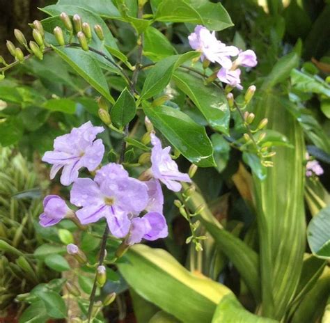 Duranta erecta 'Sheena's Gold' Flower | Gold flowers, Flowers, Plants