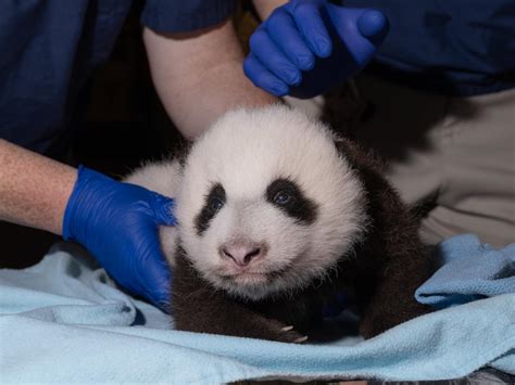 Public Can Vote To Name Smithsonian’s National Zoo Giant Panda Cub ...