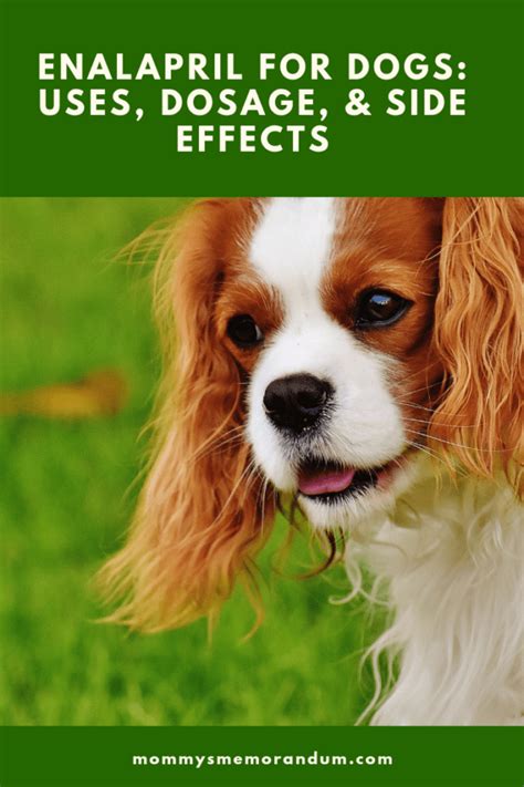 Enalapril For Dogs: Uses, Dosage & Side Effects • Mommy's Memo