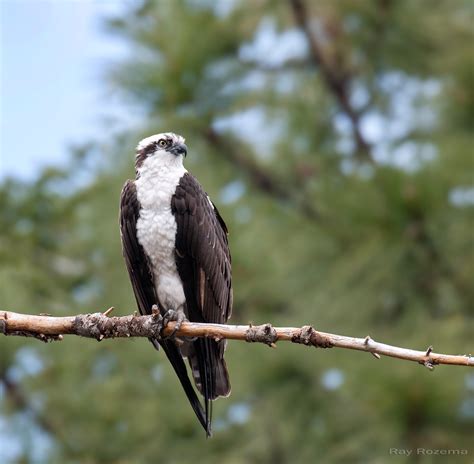 Osprey — Sacramento Audubon Society